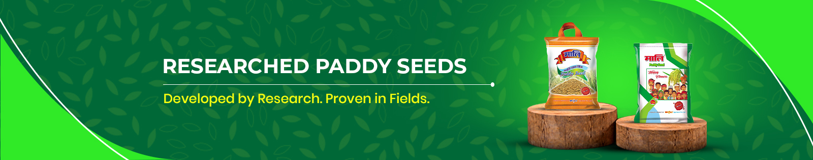 Paddy Seeds